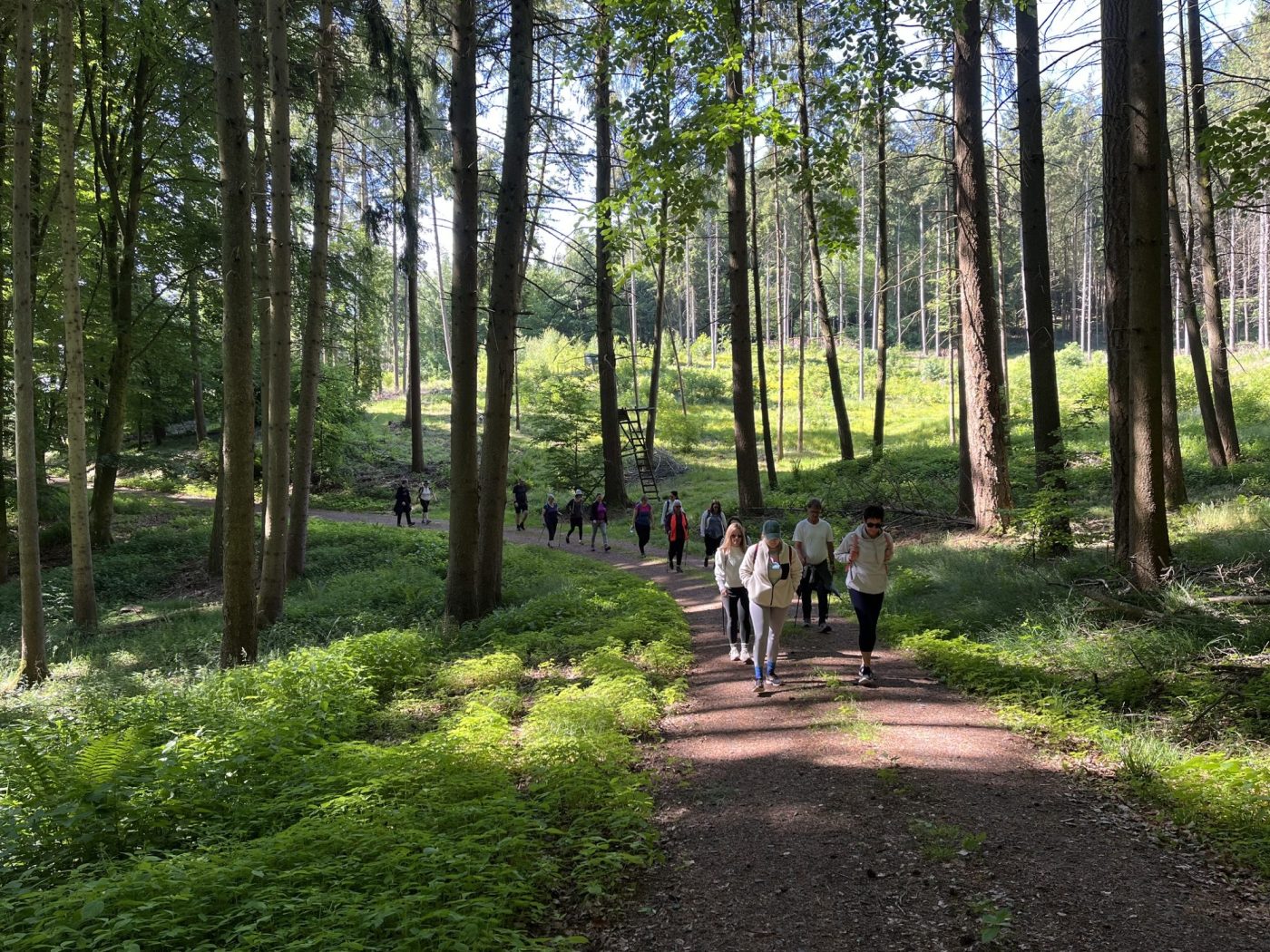 Gruppe wandert auf einem sonnigen Waldweg