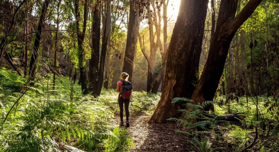 Frau wandert im Abendlicht durch einen Wald