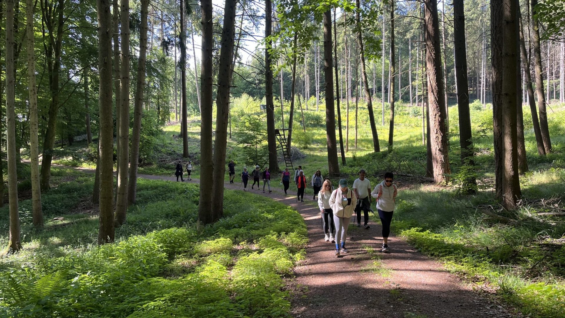 Gruppe wandert auf einem sonnigen Waldweg
