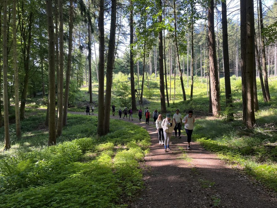 Gruppe wandert auf einem sonnigen Waldweg